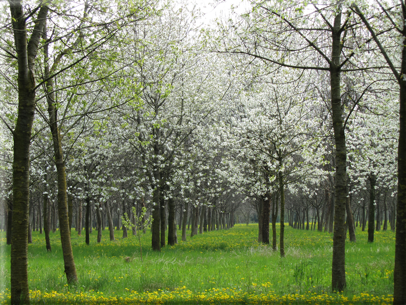 foto Paesaggi Collinari in Primavera